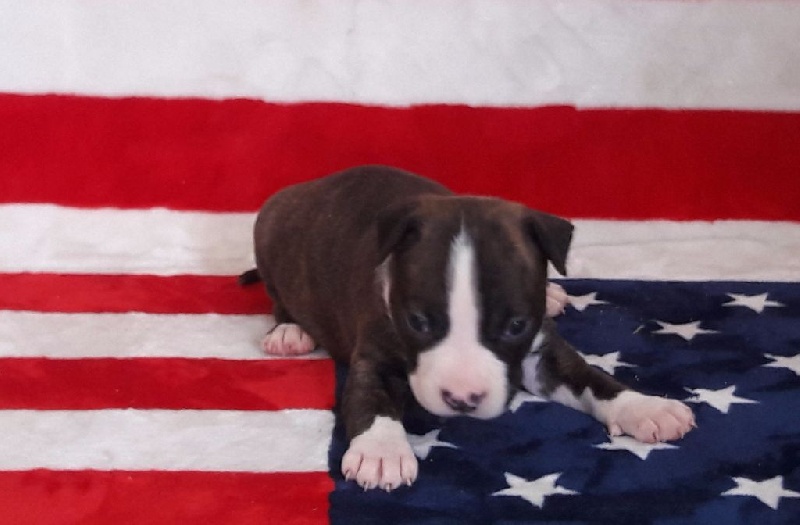 Des Protecteurs D'eloya - Chiot disponible  - American Staffordshire Terrier