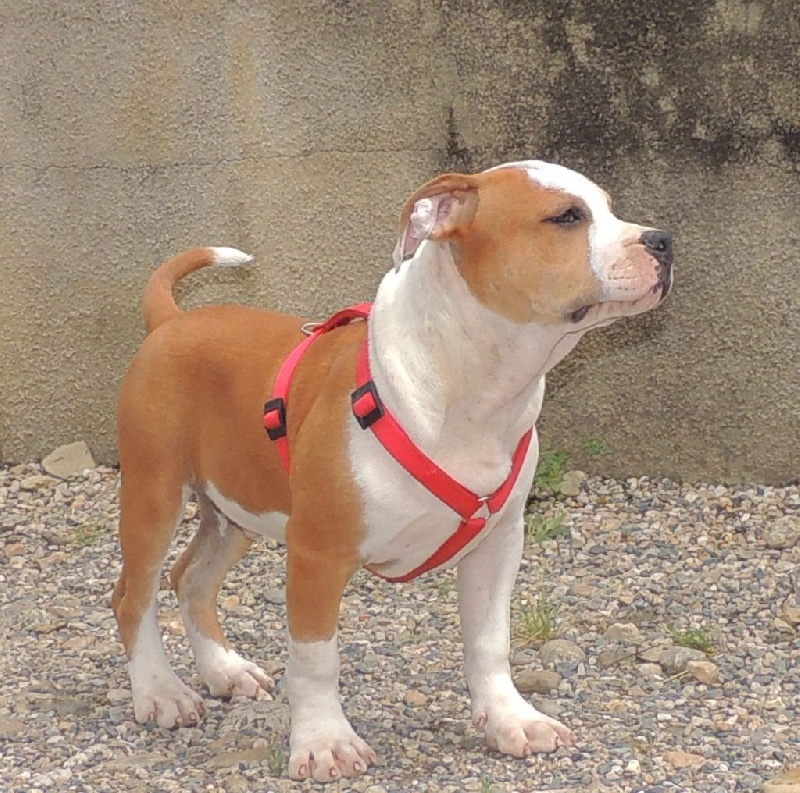 Leeroy of Woodcastle's Dogs